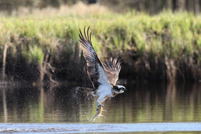 Ihr Geschenk für ein Naturparadies - Foto: NABU/CEWE Axel Schmidt-Adlung