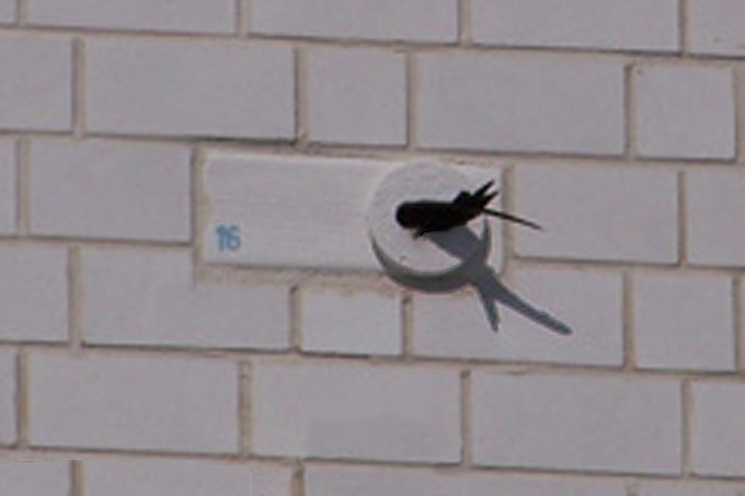 Mauersegler in Nest