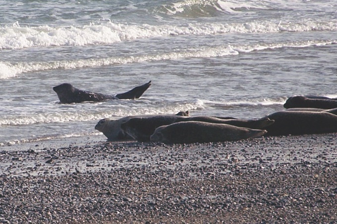Seehunde auf der Düne Foto: Peter Romann