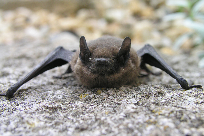 Zwergfledermaus - Foto: Ewald Thies